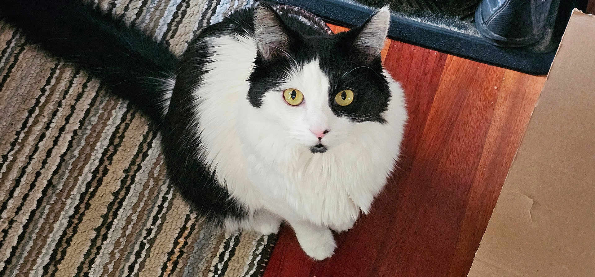Reggie joined the competition — help win amazing prizes! cat, black_and_white, fluffy, yellow_eyes, striped_rug, wooden_floor, cardboard_box, mat, shoes, pet, indoor, curious, looking_up, fur, whiskers, tail, paws, domestic_animal, cute, animal