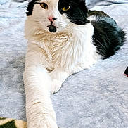 Reggie joined the competition — help win amazing prizes! animal, black_and_white, blanket, cat, close_up, cozy, cute, domestic_animal, eye_contact, feline, fur, indoor, laying, paw, pet, portrait, relaxed, resting, soft_texture, whiskers