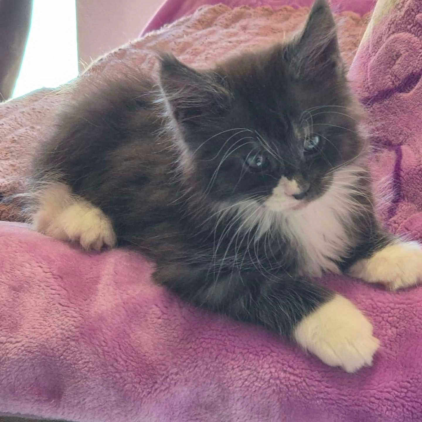 Bandit a rejoint le concours — aidez-le/la à gagner de superbes lots ! kitten, cat, black_and_white, fluffy, pet, animal, cute, whiskers, paws, blanket, pink, soft_texture, indoor, cozy, resting, feline, curious, young, domestic, fur