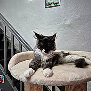 Bandit a rejoint le concours — aidez-le/la à gagner de superbes lots ! animal, black_and_white, cat, cat_tree, cozy, cute, domestic, feline, fluffy, framed_picture, furniture, home, indoor, paw, pet, relaxing, resting, sleepy, staircase, wall