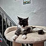 animal, black_and_white, cat, cat_tree, cozy, cute, domestic, feline, fluffy, framed_picture, furniture, home, indoor, paw, pet, relaxing, resting, sleepy, staircase, wall