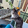 animal, architecture, balcony, cat, curious, daylight, flower_pot, fur, garden, gray_cat, outdoor, plant, quiet, railing, railing_net, relaxing, residential, stone_stairs, urban, window_shutter