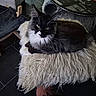 black_and_white, cat, cozy, curious, cushion, domestic_animal, ears, floor, fluffy, fur, furniture, glass_table, home, indoor, looking_at_camera, pet_hammock, relaxed, resting, tile_floor, whiskers