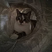 Azur a rejoint le concours — aidez-le/la à gagner de superbes lots ! cat, animal, pet, indoor, cozy, curious, tunnel, fabric, whiskers, ears, paws, striped, white, brown, relaxed, closeup, cute, feline, resting, soft