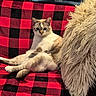 Azur participe au concours pour gagner de l'argent avec cette photo : cat, animal, pet, feline, relaxed, sitting, blanket, red, black, checkered, couch, cozy, pillow, fluffy, indoor, fur, cute, domestic, home, resting
