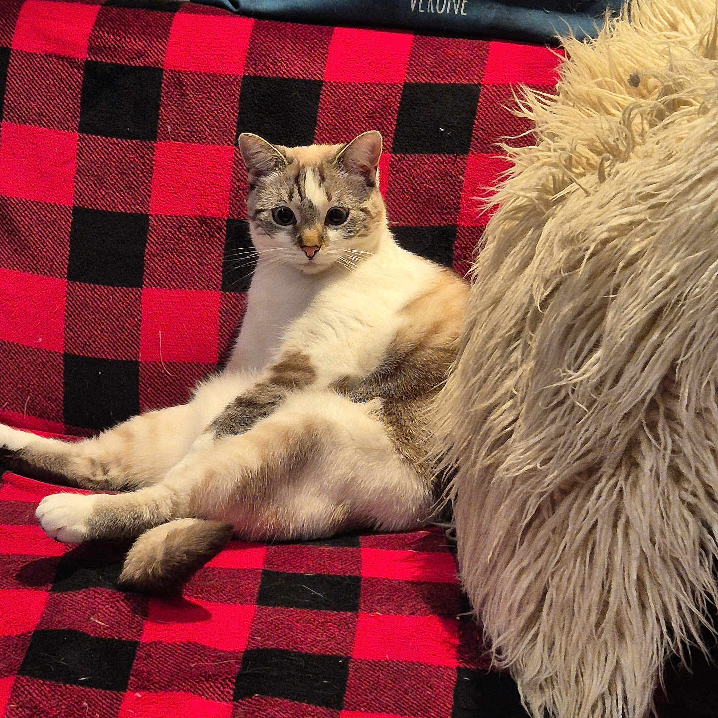 Azur participe au concours pour gagner de l'argent avec cette photo : cat, animal, pet, feline, relaxed, sitting, blanket, red, black, checkered, couch, cozy, pillow, fluffy, indoor, fur, cute, domestic, home, resting