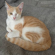 Phénix participe au concours pour gagner de l'argent avec cette photo : cat, one_eyed, orange_and_white, feline, pet, animal, resting, cozy, indoor, fabric, texture, cute, whiskers, ears, tail, paw, fur, close_up, portrait, calm