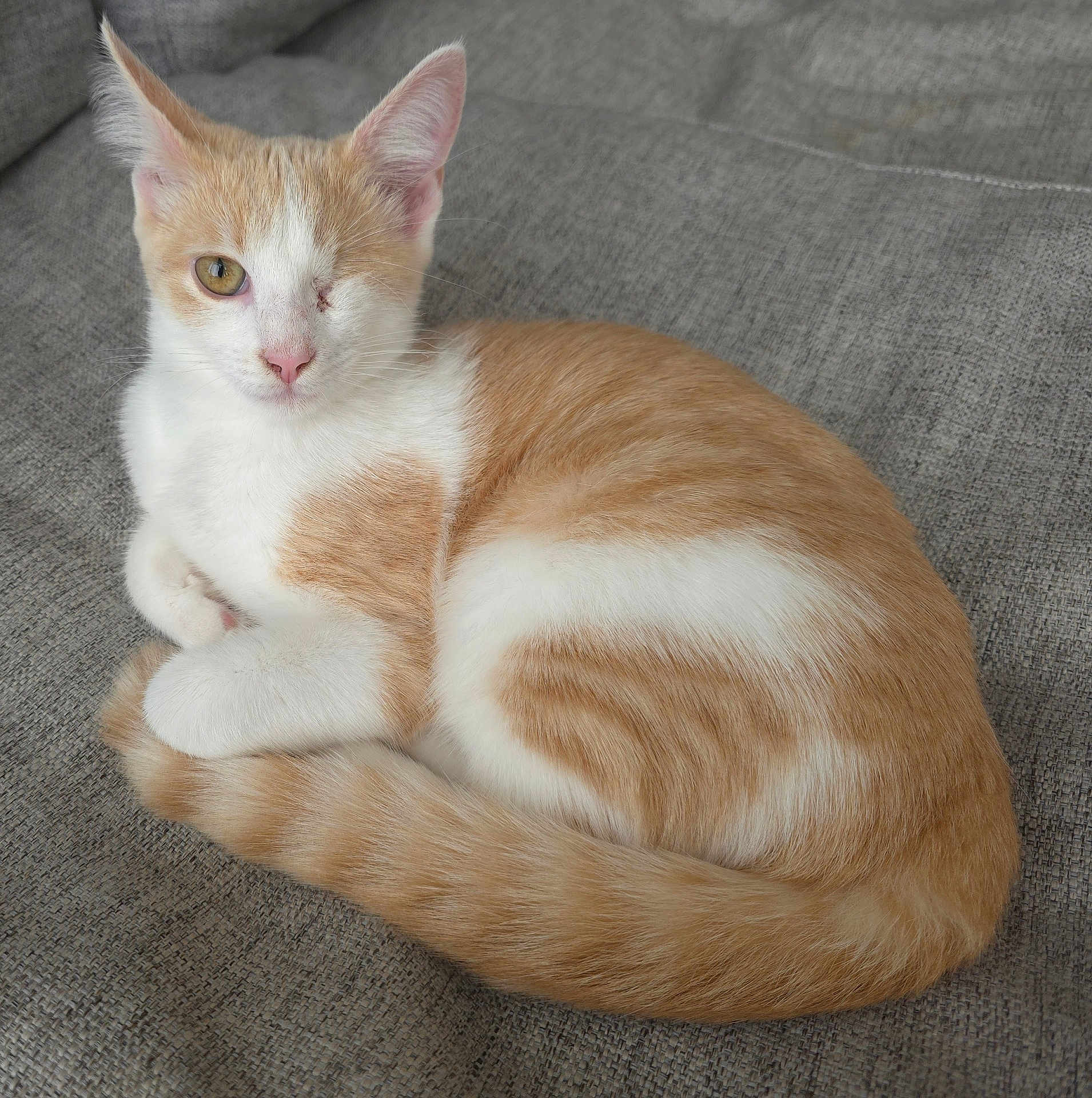 Phénix participe au concours pour gagner de l'argent avec cette photo : cat, one_eyed, orange_and_white, feline, pet, animal, resting, cozy, indoor, fabric, texture, cute, whiskers, ears, tail, paw, fur, close_up, portrait, calm
