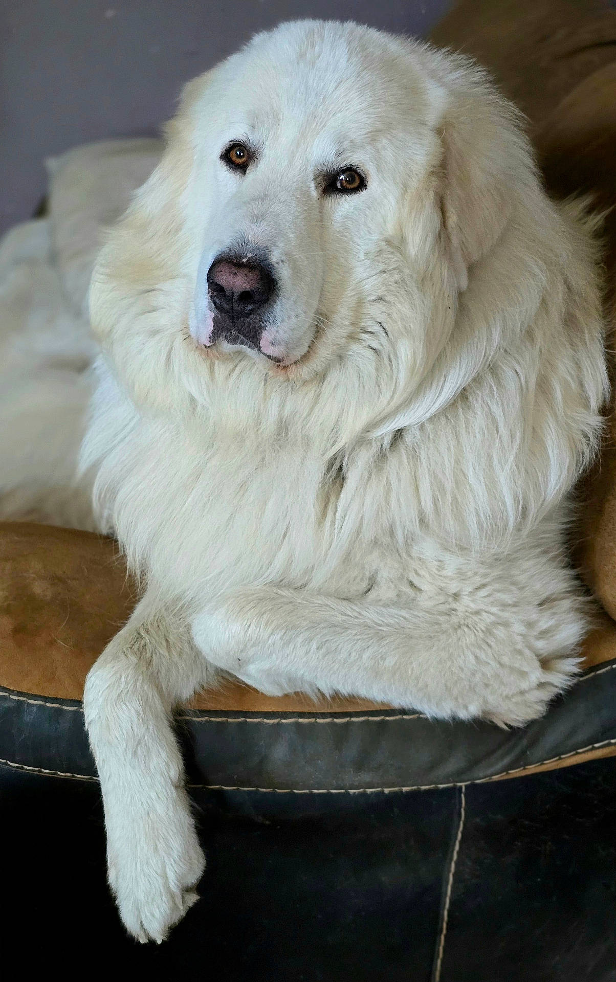 Django a rejoint le concours — aidez-le/la à gagner de superbes lots ! calm, canine, close_up, couch, cushion, dog, eyes, fluffy, fur, indoor, large_dog, long_hair, lying_down, nose, paws, pet, portrait, relaxed, sitting, white_dog