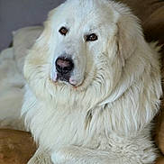 Django a rejoint le concours — aidez-le/la à gagner de superbes lots ! dog, white_dog, fluffy, long_hair, portrait, close_up, animal, pet, canine, large_dog, calm, sitting, indoors, couch, furniture, soft_lighting, brown_background, white_fur, black_nose, brown_eyes