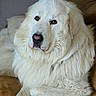 animal, black_nose, brown_background, brown_eyes, calm, canine, close_up, couch, dog, fluffy, furniture, indoors, large_dog, long_hair, pet, portrait, sitting, soft_lighting, white_dog, white_fur