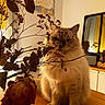 Seager participe au concours pour gagner de l'argent avec cette photo : animal, background, calm, cat, cozy, cream_color, domestic, dried_flowers, fluffy_cat, furniture, home_decor, indoor, mirror, pet, plant, sitting, still_life, tabletop, warm_lighting, wooden_table