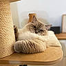 Seager participe au concours pour gagner de l'argent avec cette photo : animal, cat, closeup, cozy, cute, domestic_animal, eyes, feline, fluffy, fur, home, indoor, paw, pet, relaxed, resting, scratching_post, sleepy, whiskers, wooden_platform