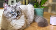 Seager participe au concours pour gagner de l'argent avec cette photo : animal, blue_eyes, candle, cat, closeup, cute, decor, domestic_animal, feline, fluffy, fur, houseplant, indoor, orchid, pet, plant, relaxed, resting, tabletop, wooden_table