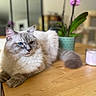 animal, blue_eyes, candle, cat, closeup, cute, decor, domestic_animal, feline, fluffy, fur, houseplant, indoor, orchid, pet, plant, relaxed, resting, tabletop, wooden_table