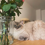 Seager participe au concours pour gagner de l'argent avec cette photo : blue_eyes, calm, cat, close_up, cozy, flowers, fluffy, fur, glass, green_leaves, indoor, natural_light, pet, pink, relaxed, roses, still_life, vase, white, wooden_table