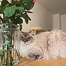 blue_eyes, calm, cat, close_up, cozy, flowers, fluffy, fur, glass, green_leaves, indoor, natural_light, pet, pink, relaxed, roses, still_life, vase, white, wooden_table