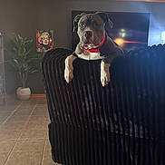 Tank is registered to the contest to win money with this photo: dog, red_collar, black_couch, living_room, tile_floor, rug, plant, pop_art, marilyn_monroe, wall_art, indoor, pet, curious, furniture, home_decor, portrait, animal, interior, cozy, seated