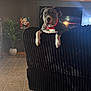 Tank is registered to the contest to win money with this photo: dog, red_collar, black_couch, living_room, tile_floor, plant, pop_art_painting, tv, wall_art, fur, pet, indoors, home_decor, carpet, curious, animal, relaxed, furniture, cozy, portrait