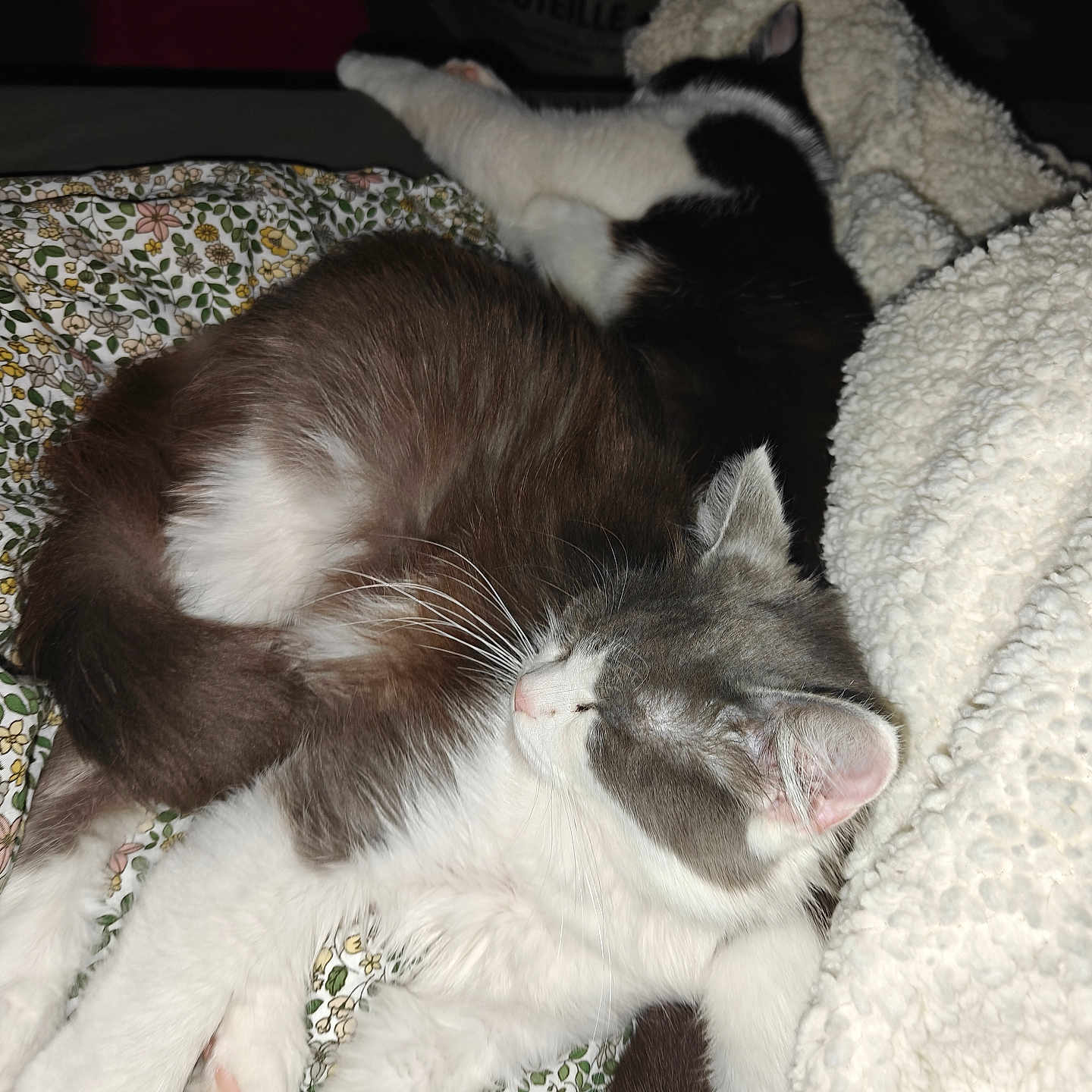 Mia a rejoint le concours — aidez-le/la à gagner de superbes lots ! cat, sleeping, cozy, fluffy, blanket, feline, pet, resting, indoor, cute, whiskers, paw, fur, snuggling, relaxed, domestic_animal, animal, companion, cute_pet, nap