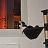 cat, window, night, indoor, cat_tree, perch, black_and_white, resting, hammock, animal, pet, looking_out, home, quiet, orange_light, building, wall, furniture, domestic_cat, contemplative