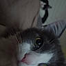 Mia a rejoint le concours — aidez-le/la à gagner de superbes lots ! cat, close_up, gray_cat, white_cat, indoor, pet, animal, whiskers, green_eyes, feline, blurred_background, black_and_white_cat, curious, cute, domestic_cat, portrait, face, nose, ears