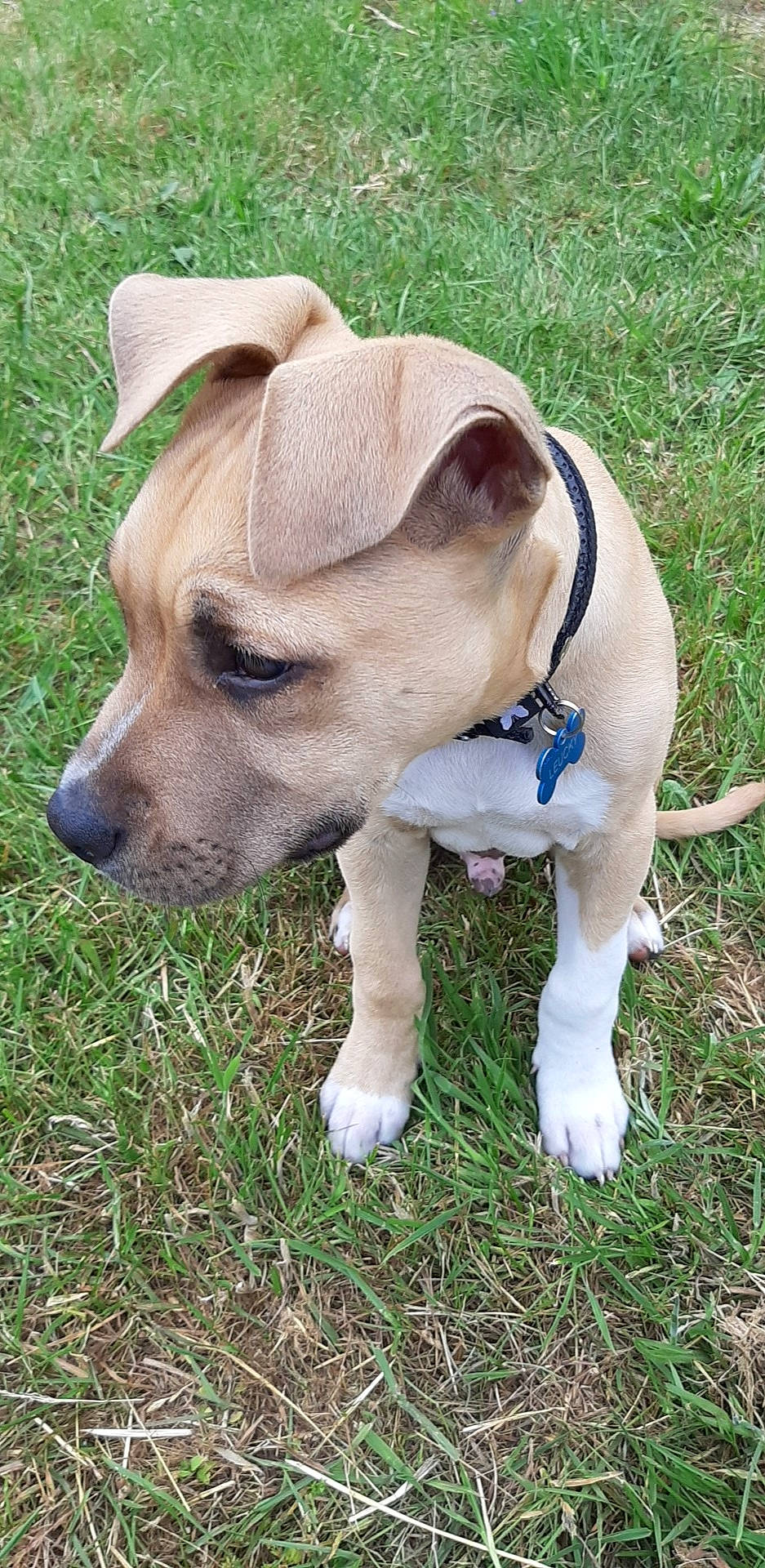 Leucky a rejoint le concours — aidez-le/la à gagner de superbes lots ! american_pit_bull_terrier, american_staffordshire_terrier, canidae, carnivore, companion_dog, dog, dog_breed, fawn, grass, mammal, non_sporting_group, puppy, rare_breed_dog, snout, sporting_group, vertebrate