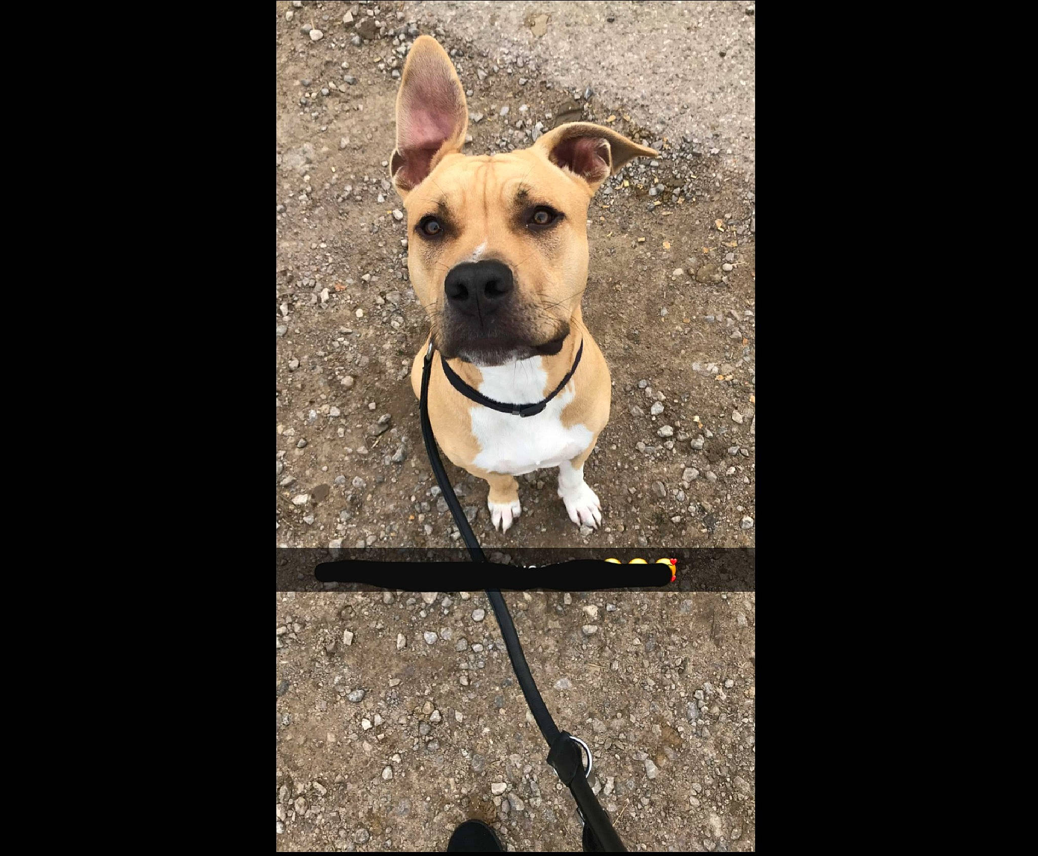 Leucky a rejoint le concours — aidez-le/la à gagner de superbes lots ! american_pit_bull_terrier, american_staffordshire_terrier, canidae, carnivore, collar, companion_dog, dog, dog_breed, dog_collar, fawn, leash, mammal, non_sporting_group, nose, pit_bull, rare_breed_dog, snout, sporting_group, staffordshire_bull_terrier, vertebrate