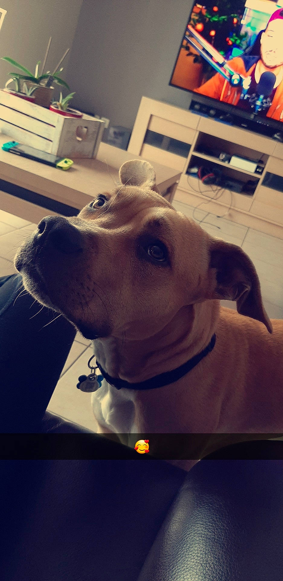 Leucky a rejoint le concours — aidez-le/la à gagner de superbes lots ! american_pit_bull_terrier, american_staffordshire_terrier, canidae, carnivore, companion_dog, dog, dog_breed, ear, fawn, non_sporting_group, nose, pit_bull, snout, sporting_group, staffordshire_bull_terrier, table