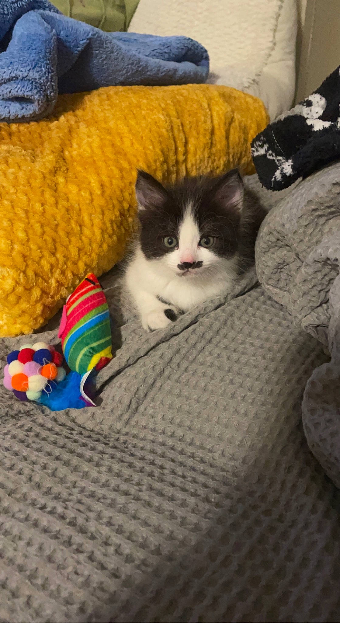 Benito is registered to the contest to win money with this photo: carnivore, cat, comfort, creative_arts, domestic_short_haired_cat, fawn, felidae, flooring, foot, fur, human_leg, leg, mammal, pattern, small_to_medium_sized_cats, tail, textile, vertebrate, whiskers, wood