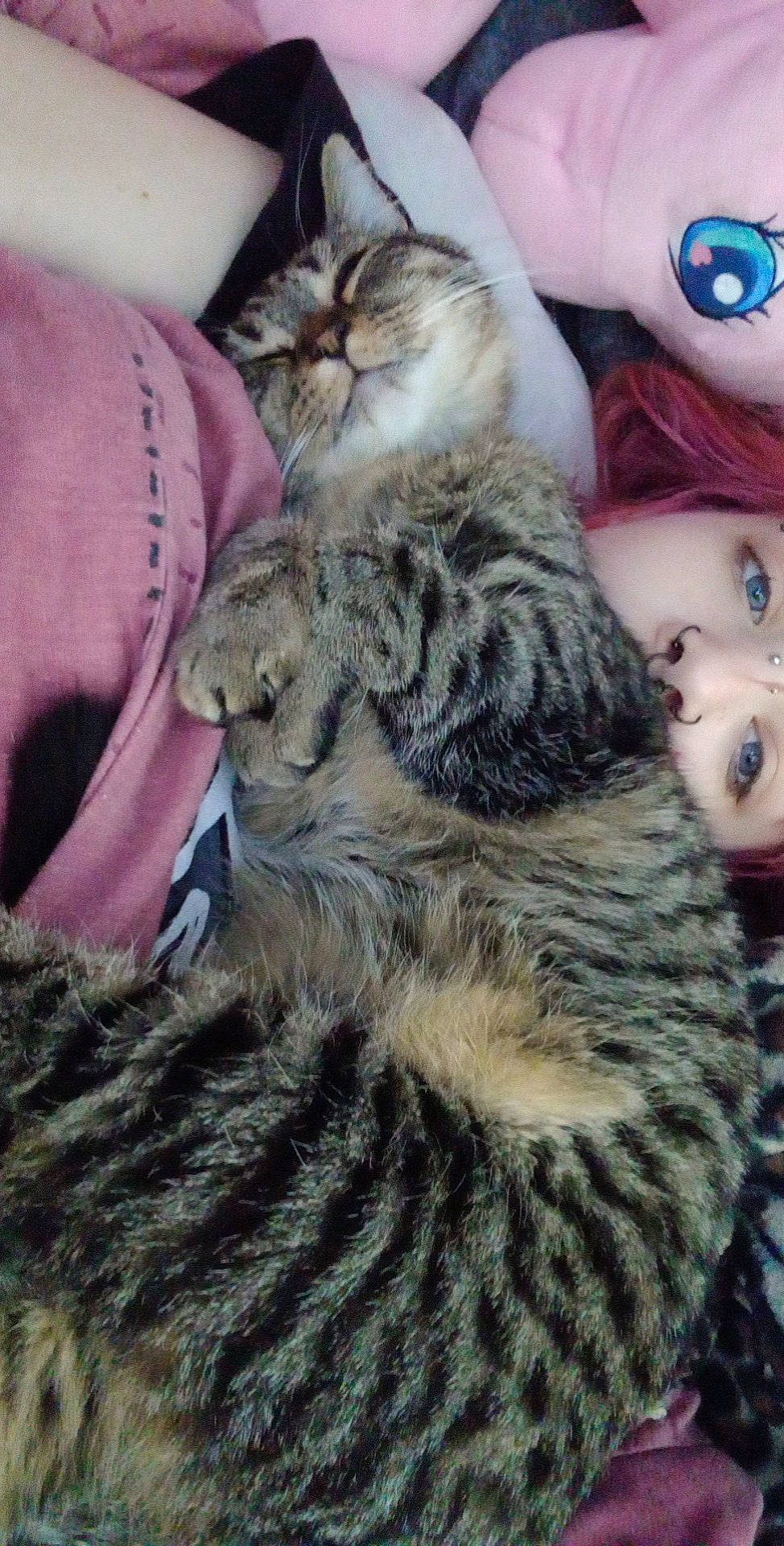 Mazikeen is registered to the contest to win money with this photo: carnivore, cat, claw, comfort, domestic_short_haired_cat, eyelash, fawn, felidae, fur, grey, pattern, paw, photography, small_to_medium_sized_cats, tail, terrestrial_animal, whiskers