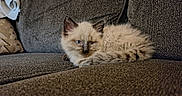 Storm is registered to the contest to win money with this photo: blue_eyes, cat, closeup, couch, cozy, ears, fluffy_fur, home_interior, indoor, kitten, lying_down, mammal, pet, pillow, portrait, resting, sofa, tail, upholstery, whiskers