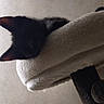 Storm is registered to the contest to win money with this photo: animal, black_cat, cozy, cute, domestic_cat, ears, feline, furry, indoor, kitten, nap, perch, pet, quiet, relaxing, resting, shadow, sleeping, soft, whiskers