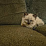Storm is registered to the contest to win money with this photo: blue_eyes, cat, couch, cozy, curious, ears, feline, fluffy_fur, indoors, kitten, paw, pet, portrait, relaxed, sitting, small_animal, sofa, texture, upholstery, whiskers