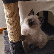 Storm joined the competition — help win amazing prizes! animal, cat, cat_tree, climbing, curious, cute, ears, feline, fluffy, fur, home, indoor, kitten, looking, paw, pet, playful, resting, scratching_post, young