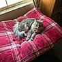 cat, gray_cat, fluffy_cat, pet, indoor, cushion, plaid, red, window, sunlight, furniture, cozy, relaxed, animal, mammal, looking, resting, home, domestic, cute