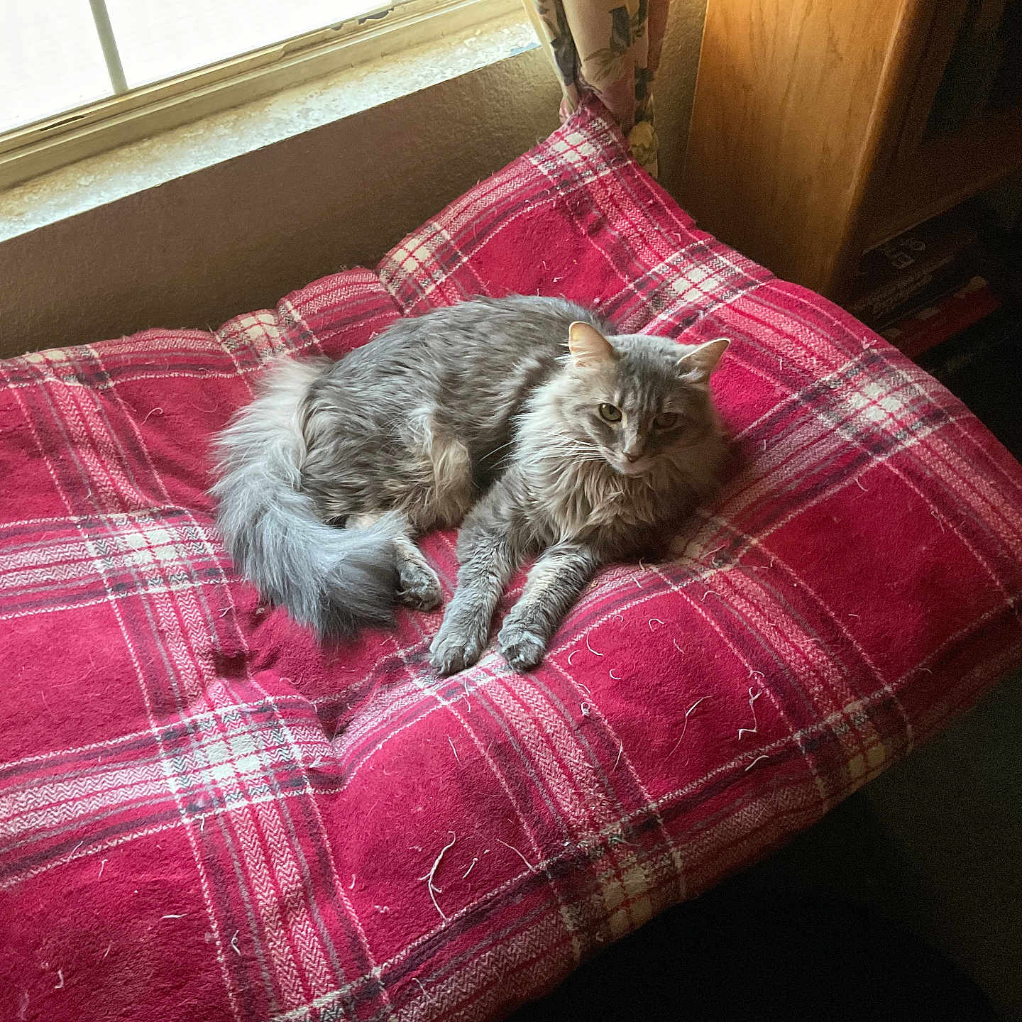 Lulu joined the competition — help win amazing prizes! animal, cat, cozy, cushion, cute, domestic, fluffy_cat, furniture, gray_cat, home, indoor, looking, mammal, pet, plaid, red, relaxed, resting, sunlight, window