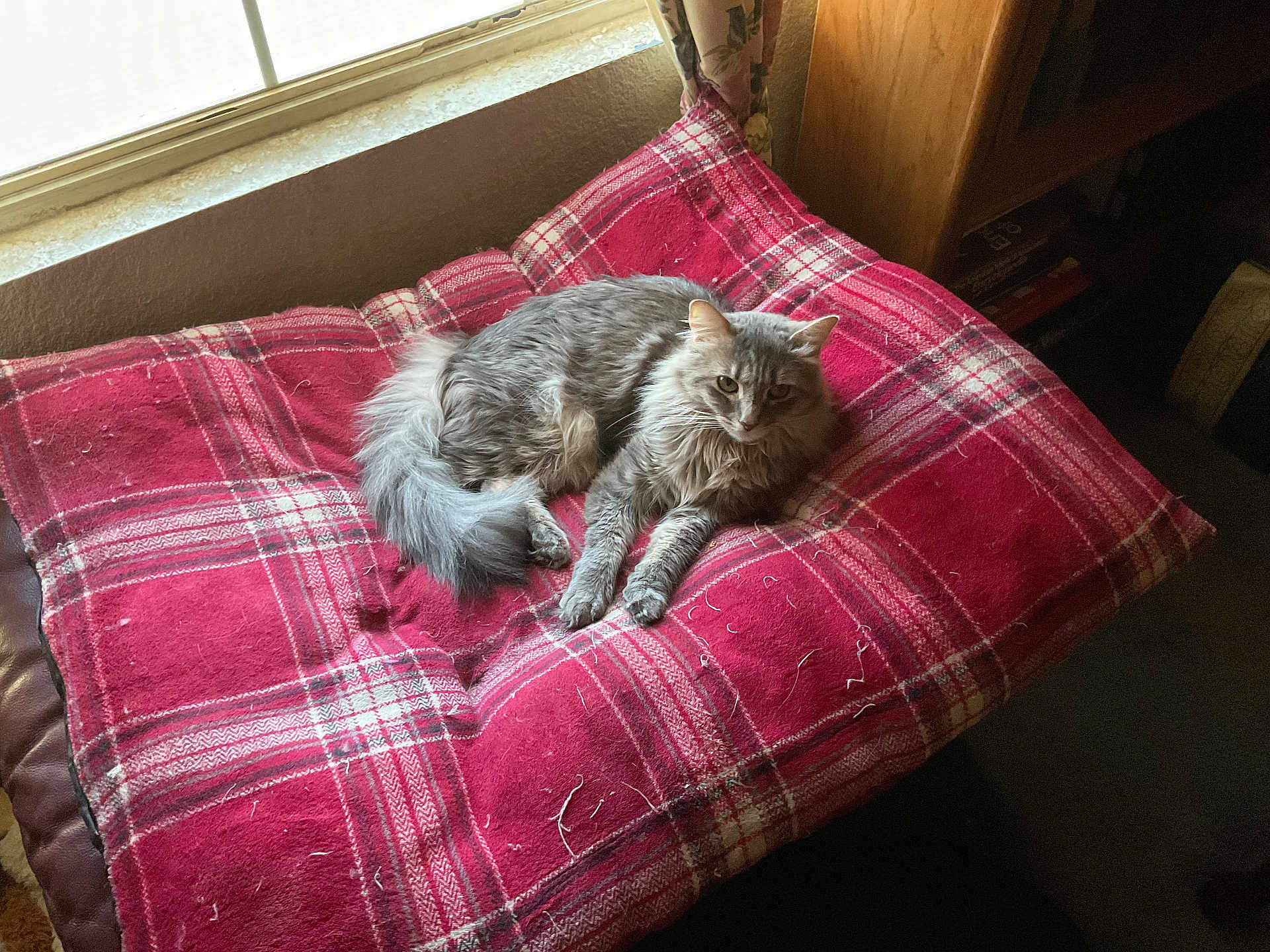 Lulu