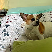 Queenie joined the competition — help win amazing prizes! dog, chihuahua, small_dog, pet, animal, portrait, indoors, bedroom, bed, blanket, quilt, floral_pattern, bedding, green_blanket, turquoise_sheet, large_ears, short_hair, brown_and_white, sitting, alert