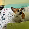 dog, chihuahua, small_dog, pet, animal, portrait, indoors, bedroom, bed, blanket, quilt, floral_pattern, bedding, green_blanket, turquoise_sheet, large_ears, short_hair, brown_and_white, sitting, alert