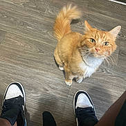Naruto is registered to the contest to win money with this photo: black_and_white_shoes, casual, cat, closeup, curious, domestic_animal, feline, floor, human_presence, indoor, legs, looking_up, orange_cat, paws, pet, sneakers, tail, whiskers, white_fur, wooden_floor