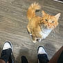 black_and_white_shoes, casual, cat, closeup, curious, domestic_animal, feline, floor, human_presence, indoor, legs, looking_up, orange_cat, paws, pet, sneakers, tail, whiskers, white_fur, wooden_floor