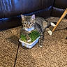 Bugsy Siegel is registered to the contest to win money with this photo: cat, tabby_cat, carpet, leather_couch, grass, indoor, pet, animal, paw, container, brown, feline, relaxed, home, floor, resting, closeup, cute, domestic_cat, screenshot