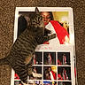 Bugsy Siegel is registered to the contest to win money with this photo: cat, tabby, animal, pet, carpet, photo_collage, poster, indoor, feline, striped, white_paws, looking_up, curious, laying_down, floor, domestic_cat, whiskers, ears, eyes, paws