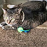 cat, tabby, pet, animal, indoor, carpet, toy, ball, green, ribbons, necklace, pearl, feline, cute, laying_down, whiskers, ears, paws, floor, domestic_cat