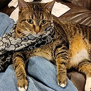 Bugsy Siegel joined the competition — help win amazing prizes! cat, tabby, scarf, lap, feline, pet, indoor, brown_leather_couch, relaxed, curious, striped, white_paws, fur, animal, domestic, cozy, resting, closeup, person, jeans