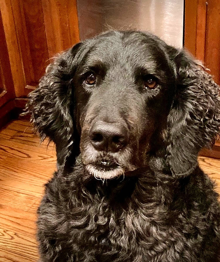 Cubbie is registered to the contest to win money with this photo: cabinetry, canidae, carnivore, companion_dog, dog, dog_breed, door, ear, fur, gun_dog, hardwood, liver, metal, snout, spaniel, sporting_group, varnish, wood, wood_stain, working_animal