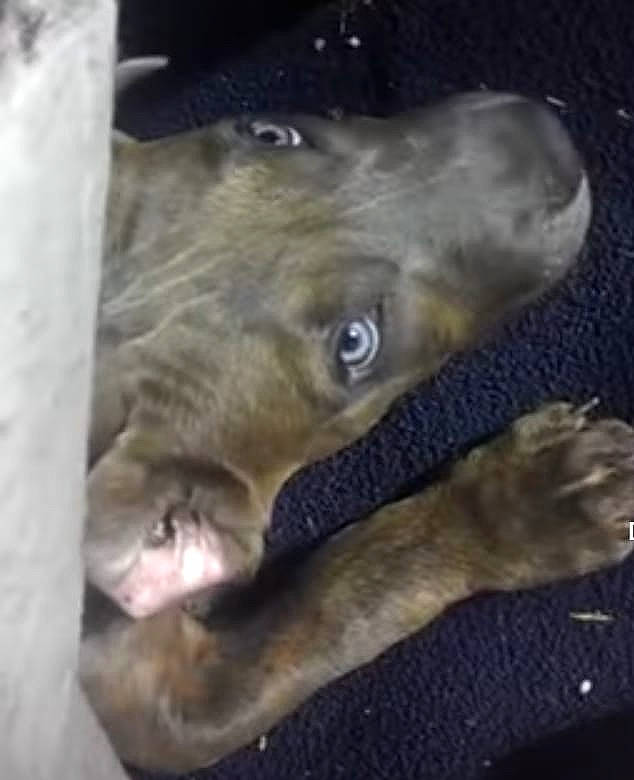 Hiro joined the competition — help win amazing prizes! canidae, carnivore, companion_dog, dog, dog_breed, ear, electric_blue, fawn, felidae, fur, guard_dog, jaw, liver, snout, sporting_group, tail, weimaraner, whiskers, wildlife, working_animal