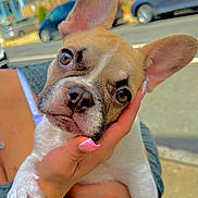 Melo is registered to the contest to win money with this photo: blur_background, car, close_up, cute, dog, ears, face, french_bulldog, human_hand, manicure, nose, outdoors, owner, paw, pet, pink_nails, puppy, residential, sidewalk, street