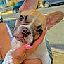 blur_background, car, close_up, cute, dog, ears, face, french_bulldog, human_hand, manicure, nose, outdoors, owner, paw, pet, pink_nails, puppy, residential, sidewalk, street